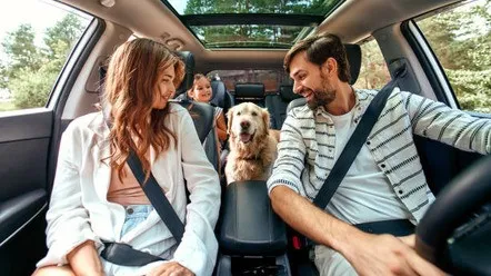 Що робити, якщо собаку заколисує в машині?