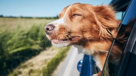 Що робити, якщо собаку заколисує в машині?