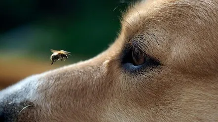Что делать, если укусила пчела, оса или шершень?