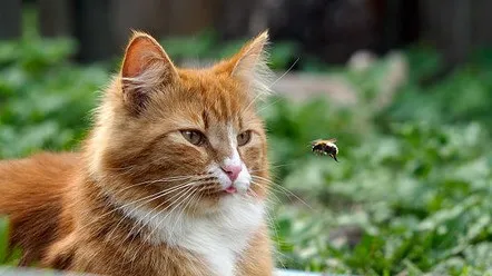 Что делать, если на укус насекомого началась аллергия?