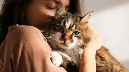 Скільки в середньому живуть коти в домашніх умовах?