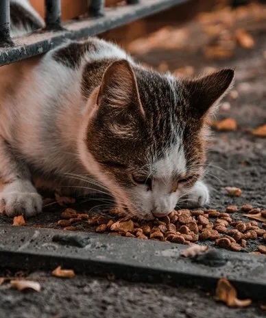 Какой корм выбрать для кошки?