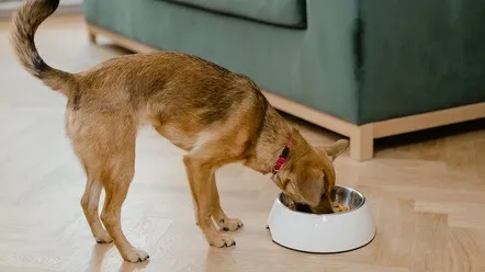 Як зняти здуття живота у собаки в домашніх умовах?