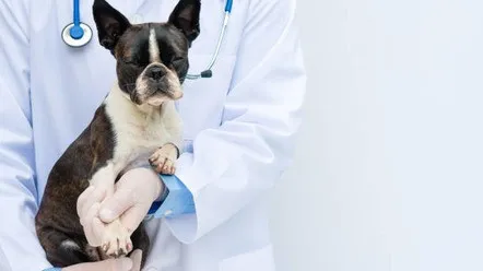 8 причин захворювань печінки у собаки