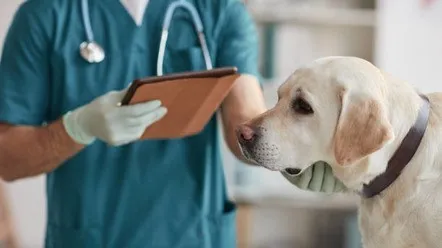 8 причин захворювань печінки у собаки
