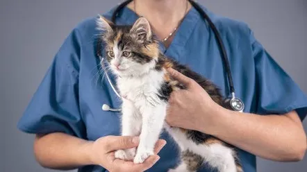 Захворювання печінки у котів: причини, симптоми та профілактика