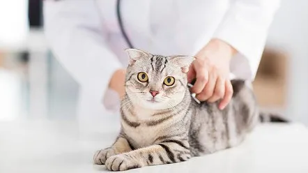 Захворювання печінки у котів: причини, симптоми та профілактика