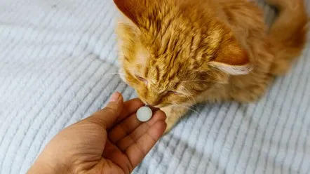 Як обрати вітаміни для котів