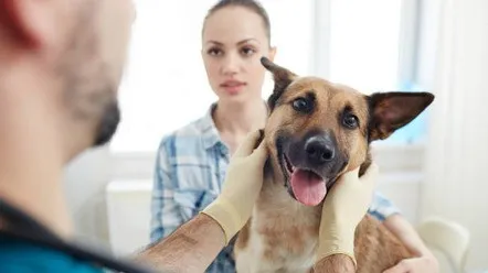 Профілактика пухлини у собак