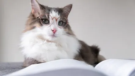 Как заботиться о здоровье глаз у кошек?