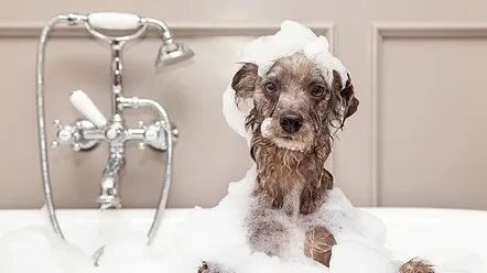 Як обрати шампунь для собаки і чим її мити, якщо немає спеціального шампуню?