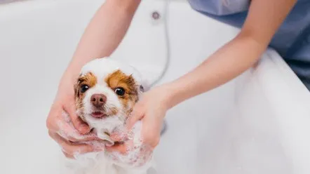Как выбрать шампунь для собаки и чем ее мыть, если нет специального шампуня?