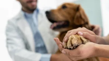 Артрит у собак: причины, симптомы, профилактика и лечение