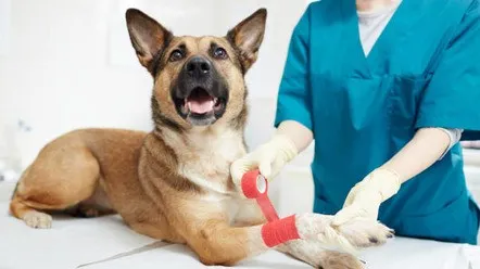 Артрит у собак: причины, симптомы, профилактика и лечение
