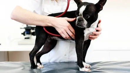 Болезни сердца собак: симптомы, диагностика, лечение - полное руководство