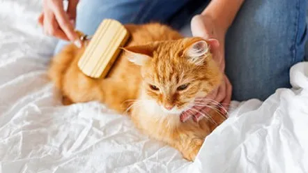 Як зробити шерсть кішки блискучою та густою, а шкіру здоровою?