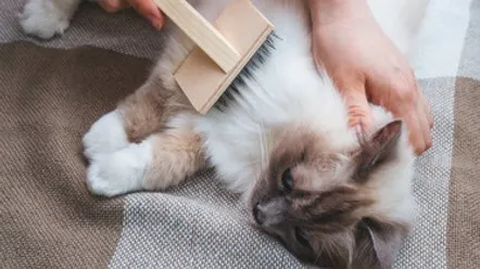 Як зробити шерсть кішки блискучою та густою, а шкіру здоровою?