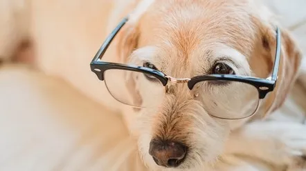 Предотвращение помутнения хрусталика: пять советов для владельцев собак