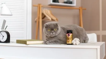 Антиоксиданти для котів: користь чи шкода?