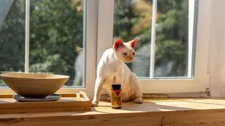 Антистрес Комплекс для кішки – як допомогти своїй кішці впоратися зі стресом
