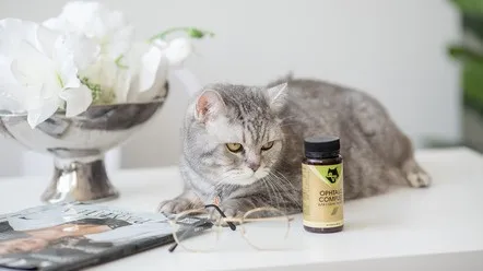 Як запобігти помутнінню кришталика у кішки?