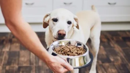 Правильне харчування собаки для якісного травлення
