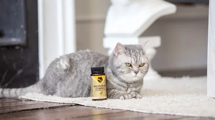 Вітаміни для здоров'я котів