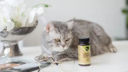 Как сохранить здоровое зрение кошки