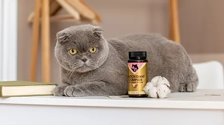 Антиоксидант для котів: як обрати правильний?