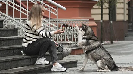 Заболевание желчных путей у собак