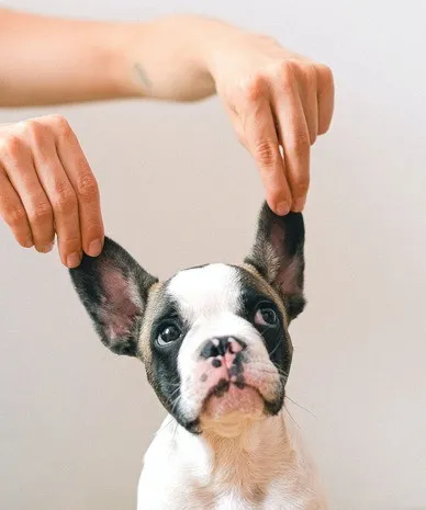Лосьйон для очищення вух собак та котів: для чого потрібно обробляти вуха у домашніх тварин?