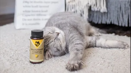 Вітаміни для покращення здоров'я котів