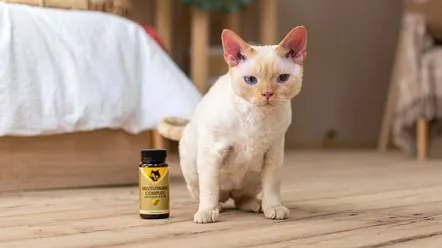 Вітаміни для покращення здоров'я котів