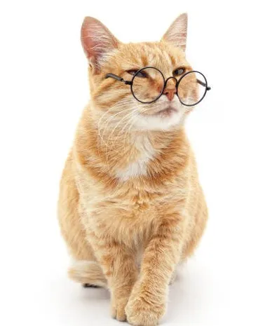 Як покращити зір кота?