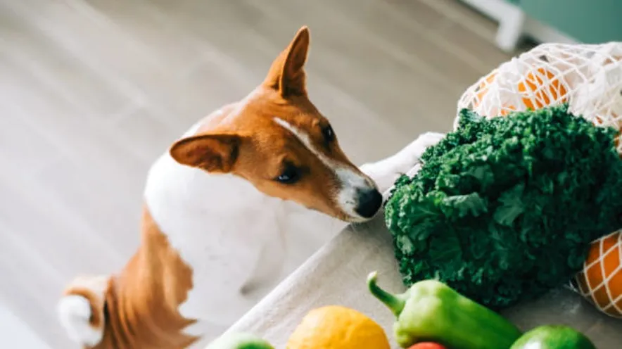 Шкідливі та небезпечні продукти і рослини для собак