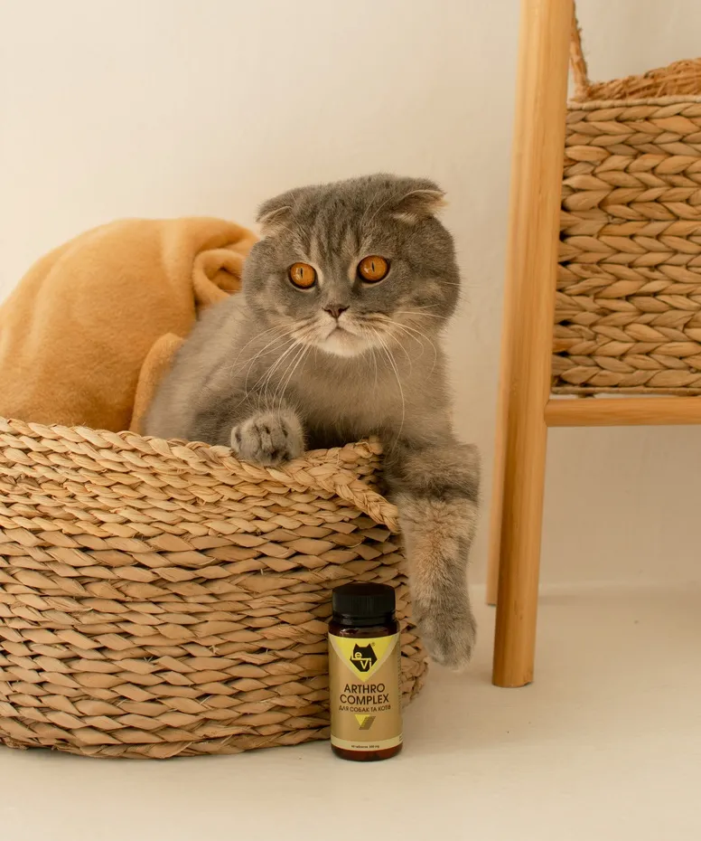 Когда следует начинать давать кошке добавки для суставов?