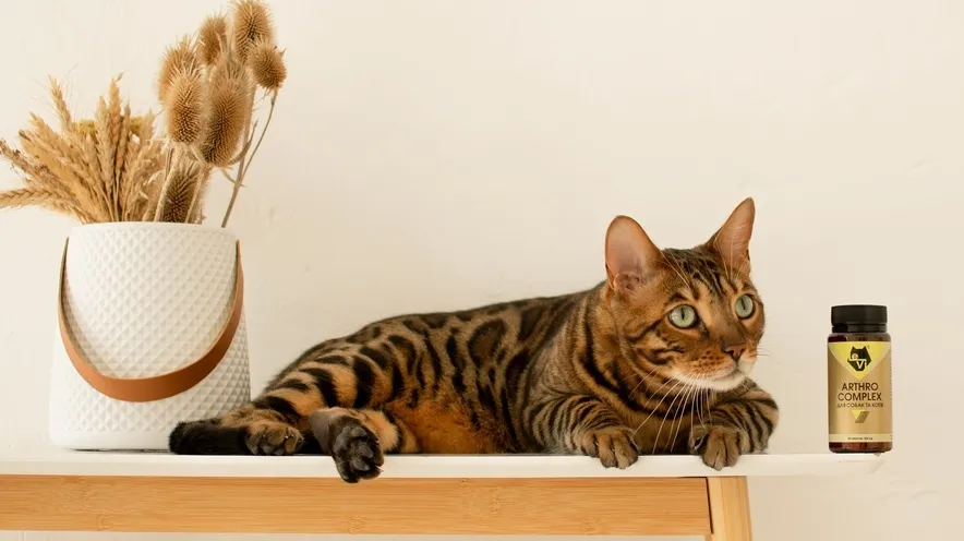 Когда следует начинать давать кошке добавки для суставов?