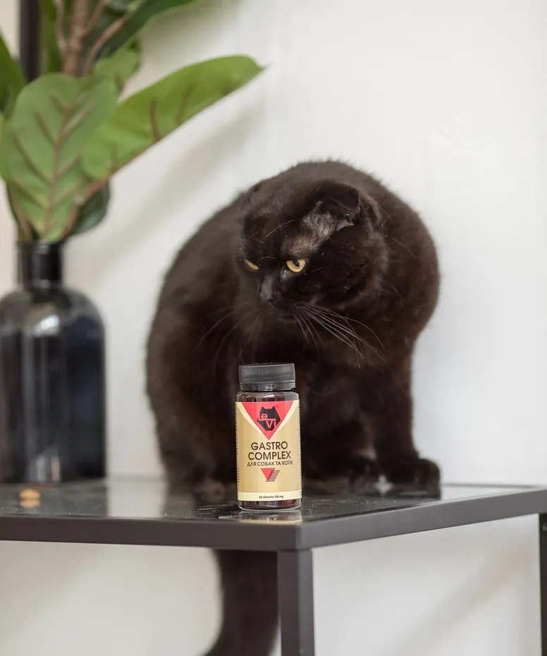 Причины диареи у кота и как ее остановить?