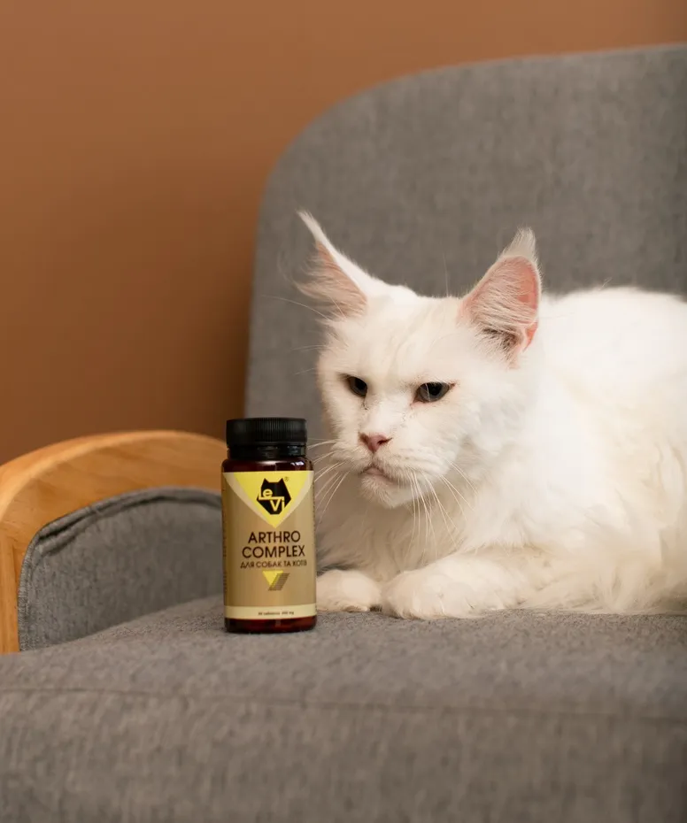 Як зрозуміти, що у кішки хворі суглоби?