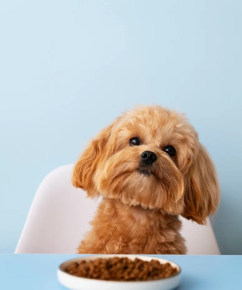 Пивные дрожжи для собак: польза для пищеварения и здоровья желудка