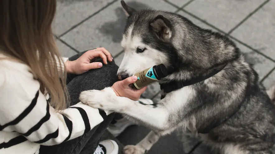 Пивные дрожжи для собак: польза для пищеварения и здоровья желудка