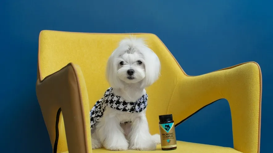 Пивные дрожжи для собак: польза для пищеварения и здоровья желудка