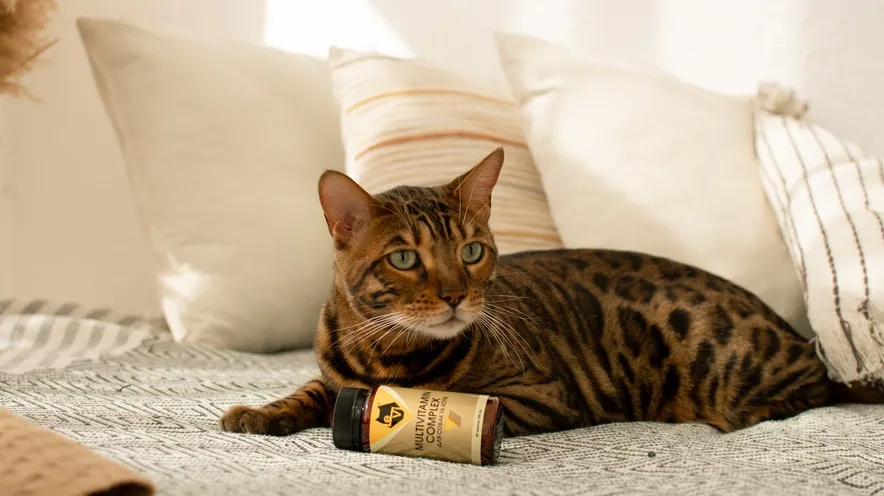 Какие витамины нужны для шерсти кошек?