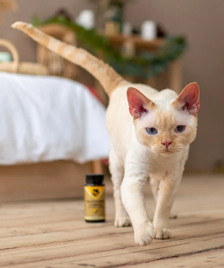 Какие витамины нужны для шерсти кошек?