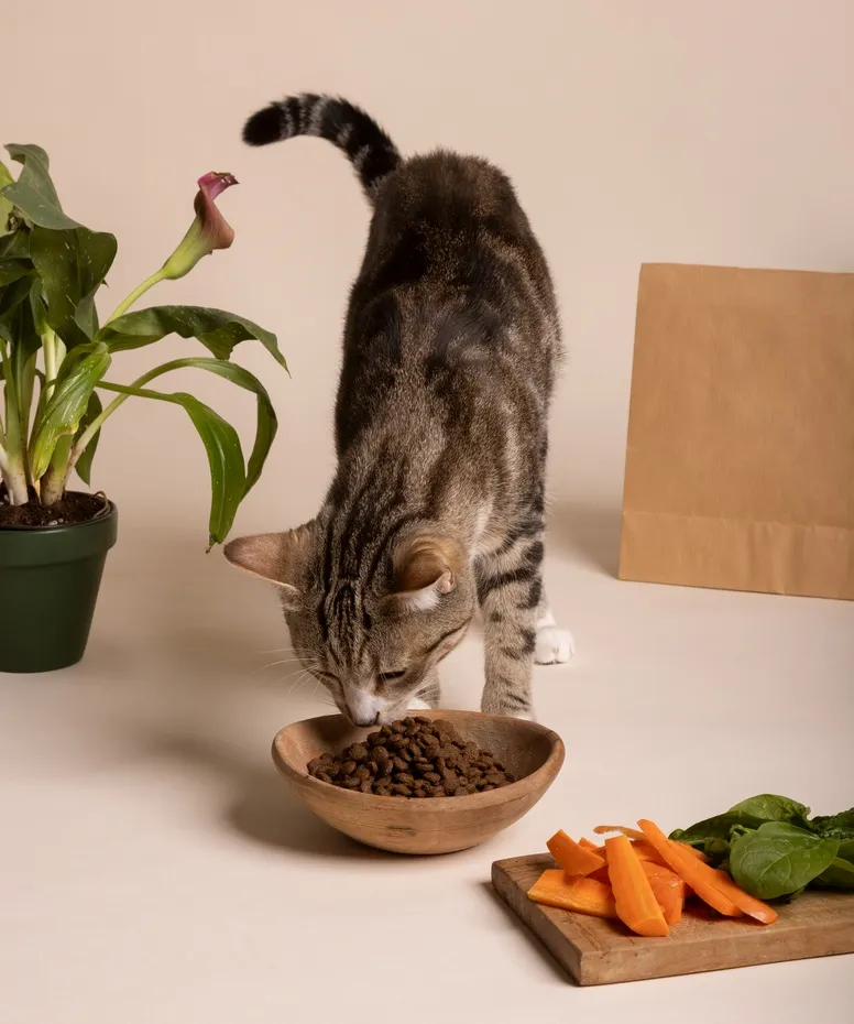 Почему кошка постоянно просит еду: необычные причины, о которых вы могли не знать