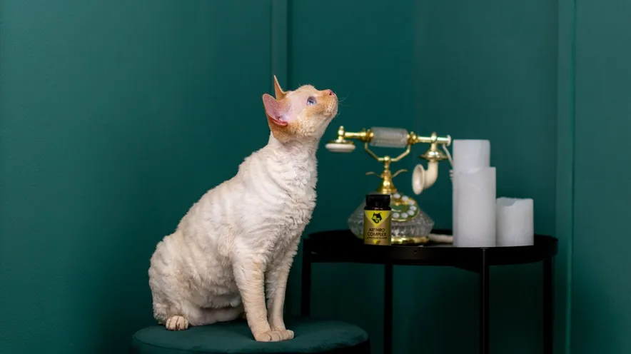 Чому котам можуть знадобитися добавки для суглобів?