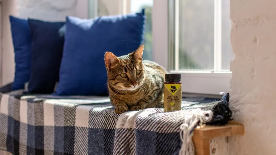 Чому котам можуть знадобитися добавки для суглобів?