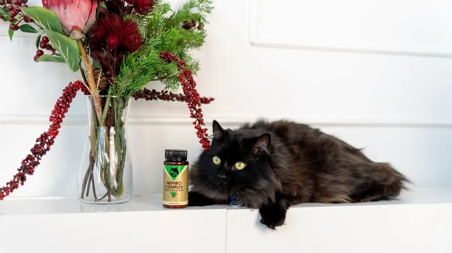 Что улучшает функцию почек у кошек?