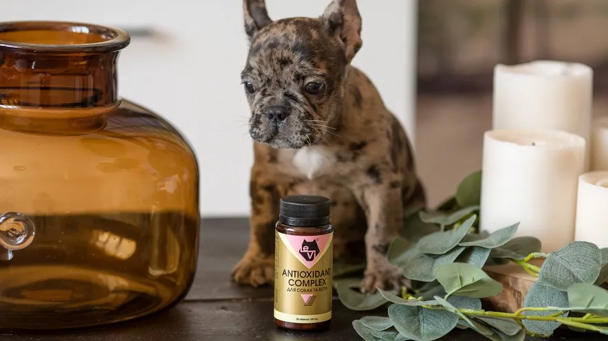 Можно ли собаке давать янтарную кислоту?