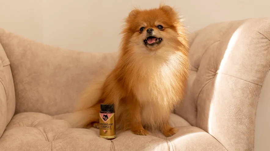 Можно ли собаке давать янтарную кислоту?